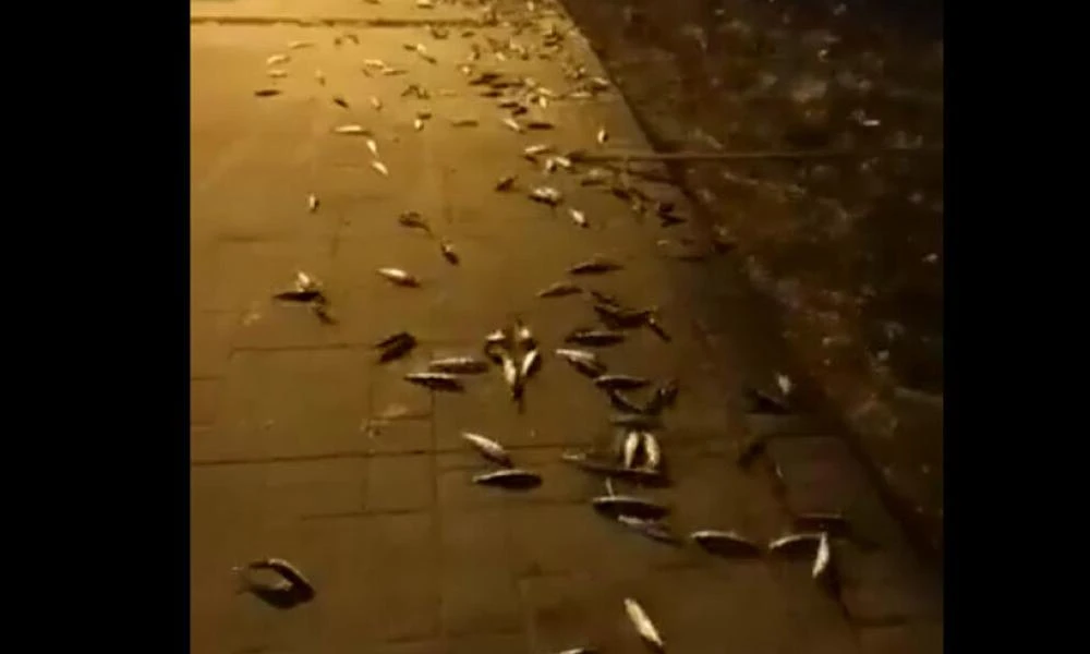 Παράδοξο φαινόμενο! Εκατοντάδες ψάρια πήδηξαν έξω από το νερό στην Εύβοια - Τι προκάλεσε τη μαζική ''αυτοκτονία'' (Βίντεο)
